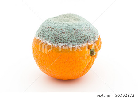 マンダリンミカンに感染したペニシリウム・イタリカム アオカビ 青かび 青カビ ミカン マンダリンミカンに感染したペニシリウム・イタリカム アオカビ 青かび 青カビ ミカン 50392872