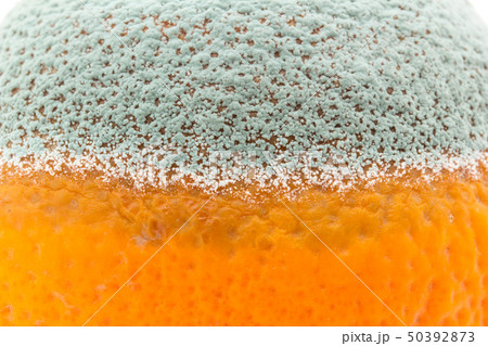 マンダリンミカンに感染したペニシリウム・イタリカム アオカビ 青かび 青カビ ミカン マンダリンミカンに感染したペニシリウム・イタリカム アオカビ 青かび 青カビ ミカン 50392873