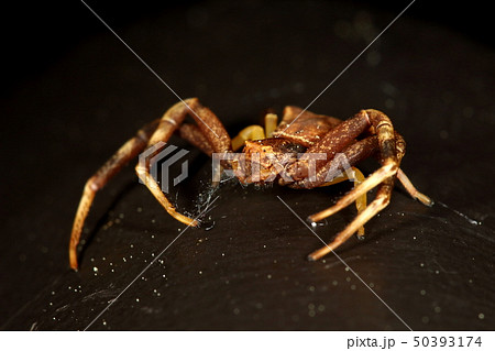 生き物　蜘蛛　ガザミグモ、蜘蛛の巣を張らずに花や木の葉の上で獲物を待ち伏せ 50393174