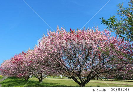 風景 桃の花 満開 春 公園 茨城 風景 桃の花 満開 春 公園 茨城 50393243