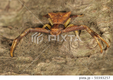 生き物　蜘蛛　ガザミグモ、樹皮の隙間などに潜って冬越しした個体が初夏に見られるようです 50393257