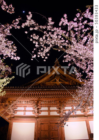 東寺の桜夜間拝観2019 50393433