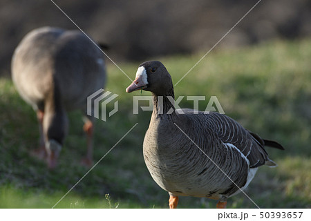 マガン採餌⑧（北海道） 50393657