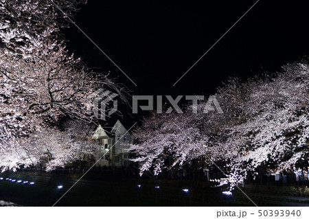 4月 調布93野川の夜桜ﾗｲﾄｱｯﾌﾟの写真素材