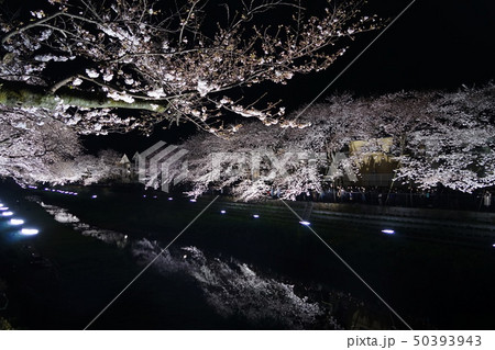 4月 調布90野川の夜桜ライトアップ 4月 調布90野川の夜桜ライトアップ 50393943