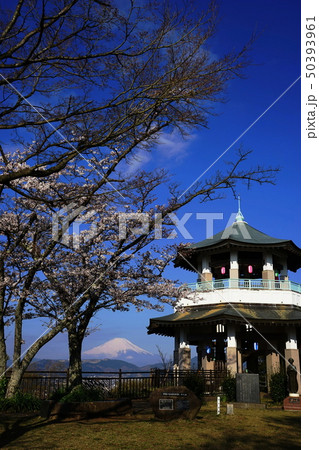 4月　秦野28権現山展望台の桜と富士山･弘法山公園 50393961