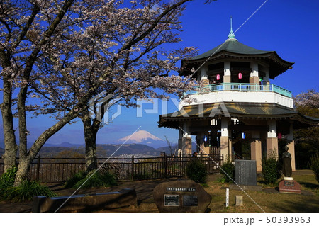 4月　秦野26権現山展望台の桜と富士山･弘法山公園 50393963