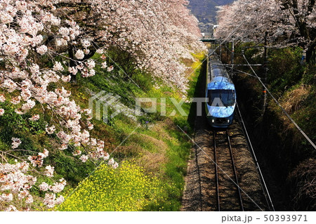 4月 山北町58山北駅の桜並木と御殿場線 やまきた桜まつりの写真素材