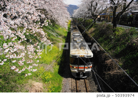 4月 山北町55山北駅の桜並木と御殿場線・やまきた桜まつり 4月 山北町55山北駅の桜並木と御殿場線・やまきた桜まつり 50393974