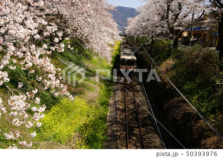 4月　山北町53山北駅の桜並木と御殿場線･やまきた桜まつり 50393976
