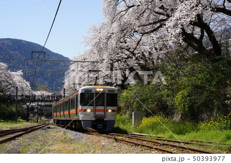 4月　山北町52山北駅の桜並木と御殿場線･やまきた桜まつり 50393977