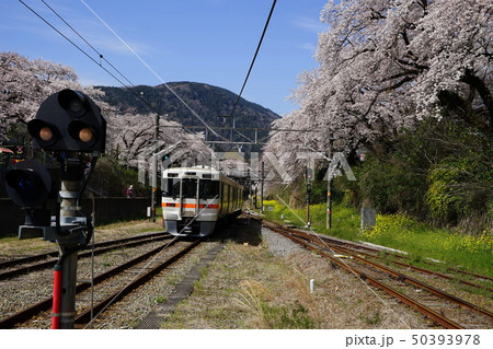 4月　山北町51山北駅の桜並木と御殿場線･やまきた桜まつり 50393978