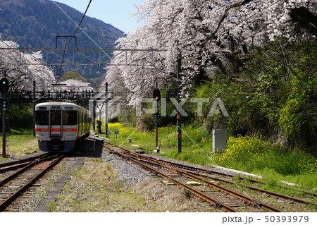 4月　山北町50山北駅の桜並木と御殿場線･やまきた桜まつり 50393979