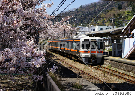 4月　山北町49山北駅の桜並木と御殿場線･やまきた桜まつり 50393980