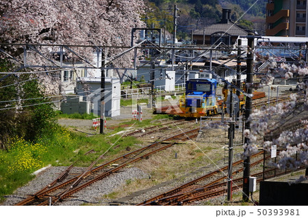 4月　山北町48山北駅の桜並木と保線車両･やまきた桜まつり 50393981