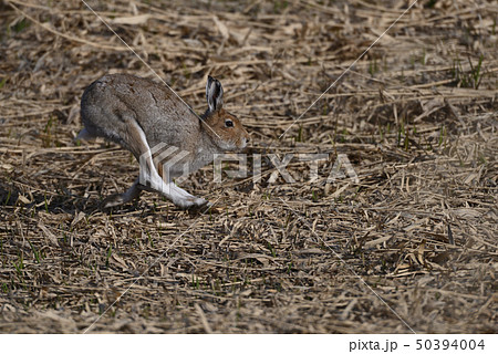 ユキウサギ⑮（北海道） 50394004