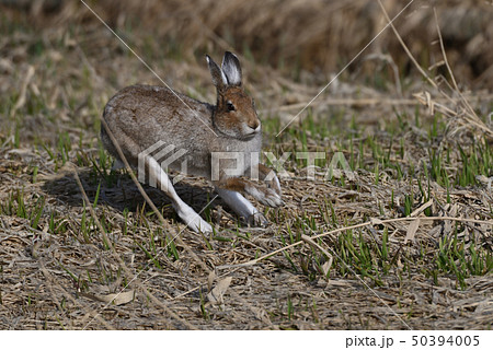 ユキウサギ⑭（北海道） 50394005