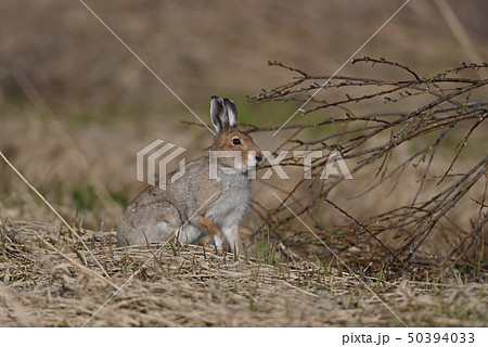ユキウサギ③（北海道） 50394033