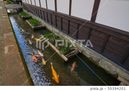 島根(山陰の小京都)の津和野 殿町通りの掘割の鯉 50394201