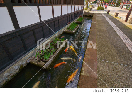 島根(山陰の小京都)の津和野 殿町通りの掘割の鯉 50394212