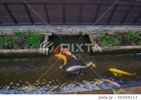 島根(山陰の小京都)の津和野 殿町通りの掘割の鯉 島根(山陰の小京都)の津和野 殿町通りの掘割の鯉 50394213