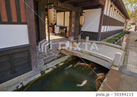 島根(山陰の小京都)の津和野 殿町通りの掘割の鯉 50394215