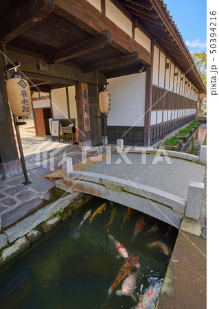 島根(山陰の小京都)の津和野 殿町通りの掘割の鯉 島根(山陰の小京都)の津和野 殿町通りの掘割の鯉 50394216