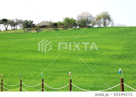 草原 大麦 麦畑 50394272