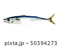 さば 50394273