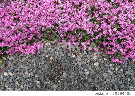 沢山の芝桜 50394486