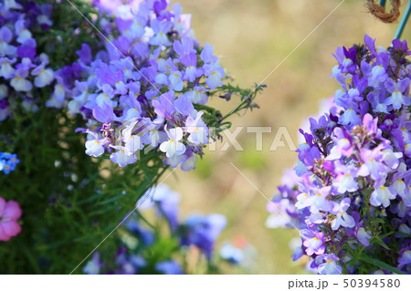 ヒメキンギョソウの花 ヒメキンギョソウの花 50394580