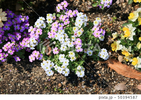バージニアストックの花 バージニアストックの花 50394587