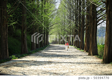 街路樹 木 メタセコイア 50394770