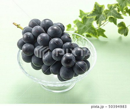 種無し巨峰 種無し巨峰 50394983