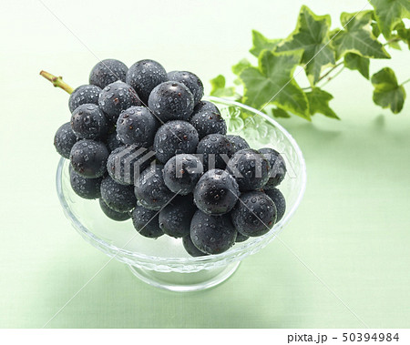 種無し巨峰 50394984