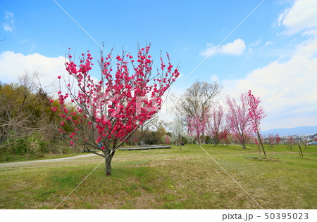 春の公園 ハナモモ満開 春の公園 ハナモモ満開 50395023
