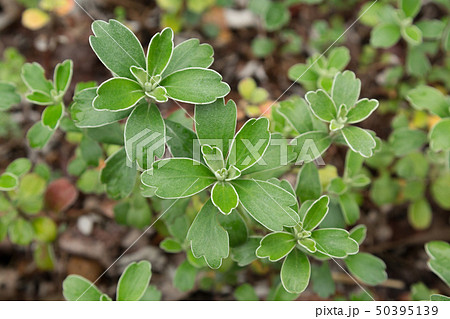 【植物】イソギク 50395139