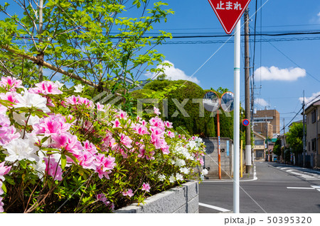 植込みのある道路 50395320