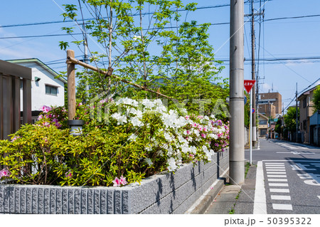 植込みのある道路 50395322