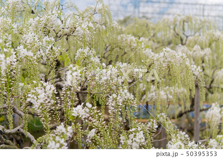 満開の白藤、足利フラワーパーク （栃木県足利市） 50395353