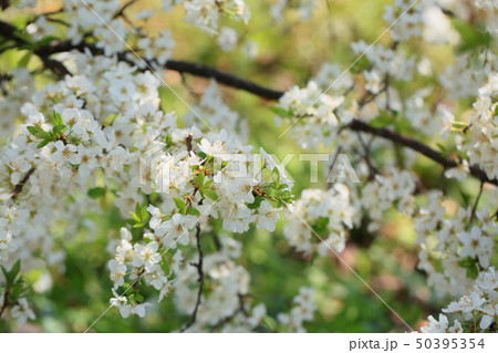 スモモの花 満開 スモモの花 満開 50395354