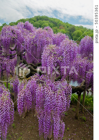 大藤、 八重藤 、足利フラワーパーク （栃木県足利市） 50395361