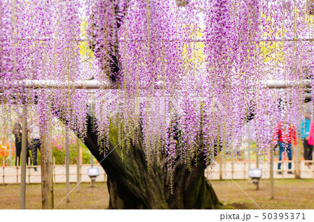 大藤、 八重藤 、足利フラワーパーク （栃木県足利市） 50395371