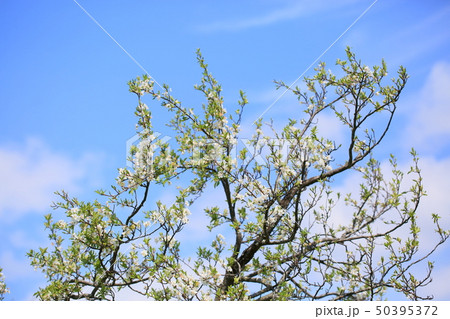 スモモの花　満開 50395372