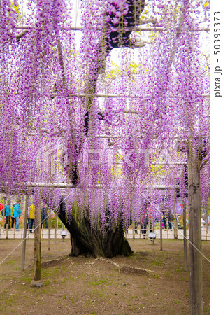 大藤、 八重藤 、足利フラワーパーク （栃木県足利市） 50395373