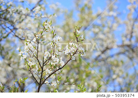 スモモの花　満開 50395374
