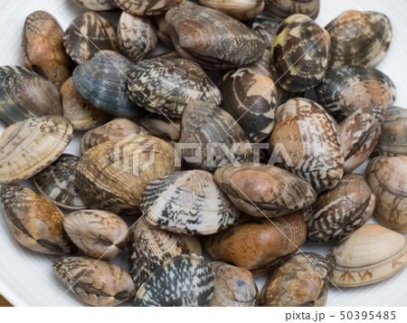 アサリ 50395485