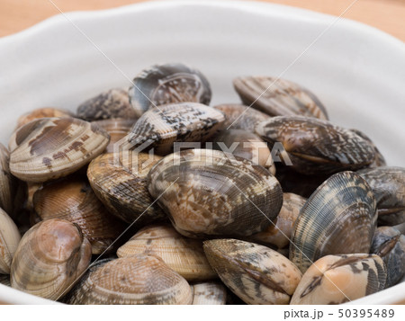 アサリ 50395489