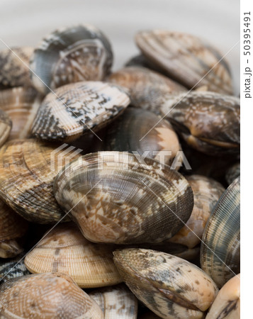 アサリ アサリ 50395491