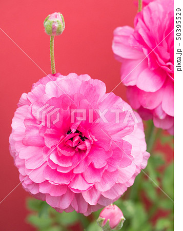 アネモネの花 50395529